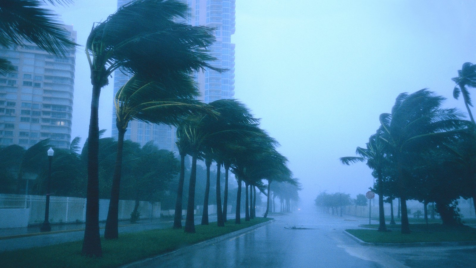 A street lined with palm trees during a storm, with high winds and rain, potentially contributing to slip and fall injuries in the area.