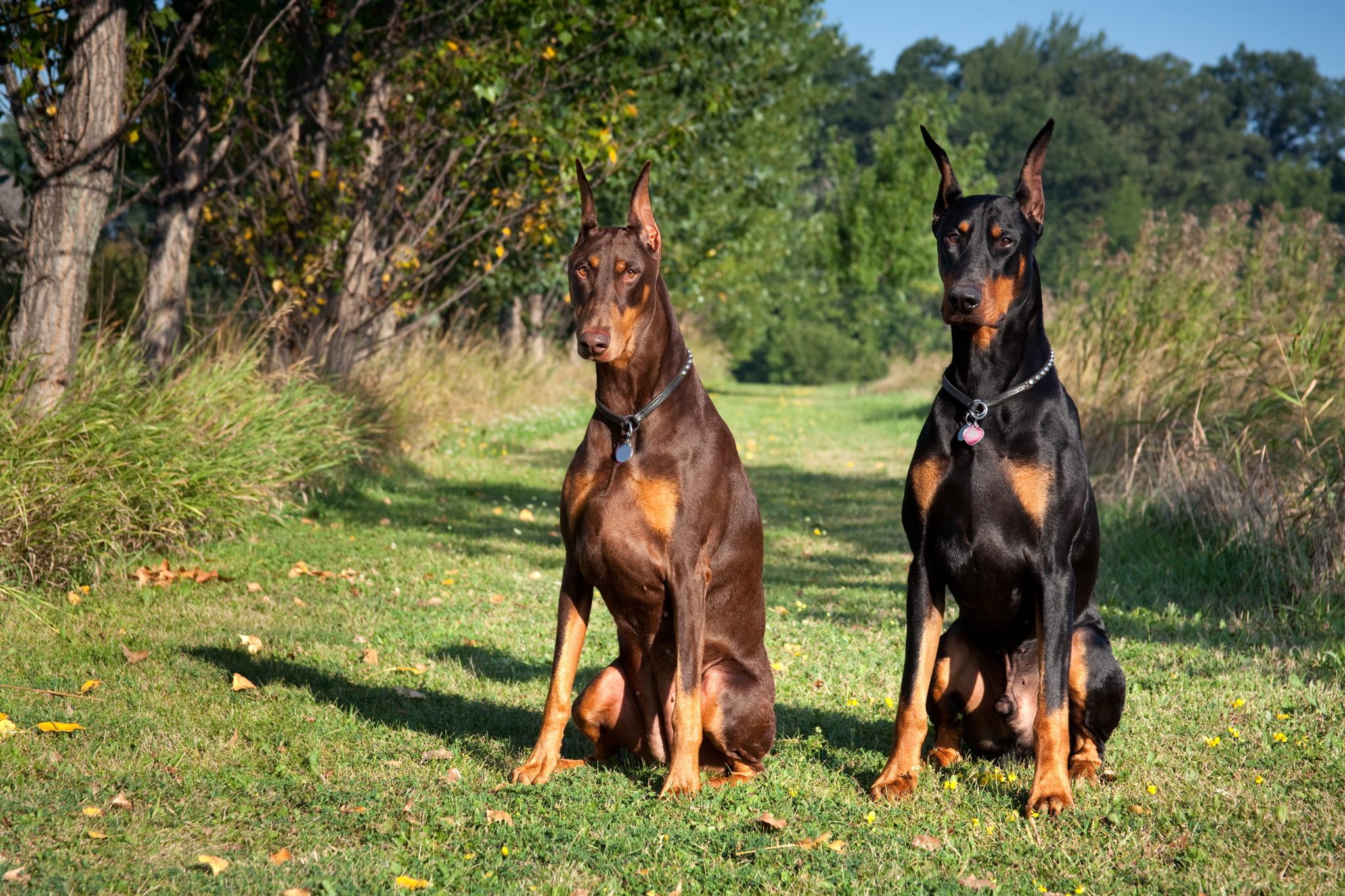 Guard Dogs and Dog Bites.